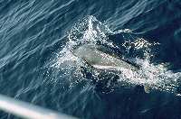 Viele Delfine begleiten uns ganz nahe