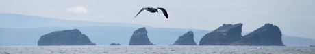Seevogel auf Shetland