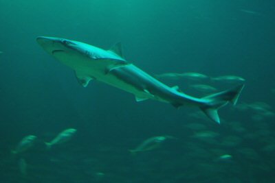 Besuch im Nordsee-Aquarium: Es gibt tatsächlich Haifische in der Nordsee!